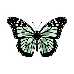 Beautiful colorful cartoon exotic vector isolated on white pastel green butterfly with colorful wings and antennae sticker 