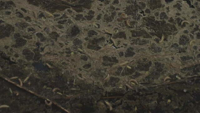 Dead set of maggots lie on field with plowed black soil. Concept of bait for fish and going fishing. Small pests living in nature and houses