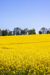 View at a flowering Rapeseed field a sunny spring day