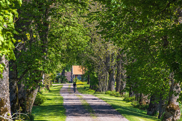 Gravel road with a cyclist in a beautiful leafy avenue of trees