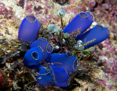 Sea squirts in a shallow reef Boracay Island Philippines