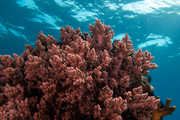 Naklejka na ściany i meble Lemnalia soft coral in a shallow reef Boracay Island Philippines