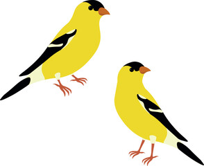 Set of American goldfinch (Spinus tristis). Yellow bird isolated on white background. Vector illustration.