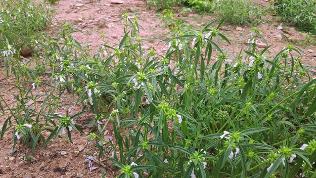 A closeup of the Leucas aspera plant with white flowers and green leaves