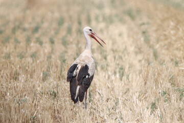 stork in the field