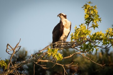 Osprey