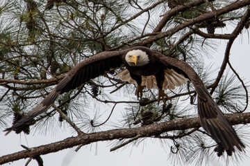 Alabama Bald Eagles