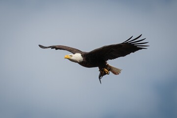 Alabama Bald Eagles