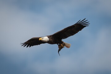 american bald eagle