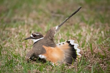 Kildeer protecting its nest
