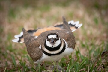 Kildeer protecting its nest
