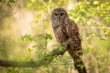 Alabama Barred Owl