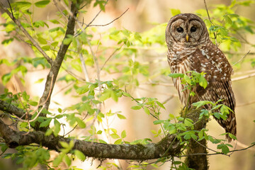 Alabama Barred Owl