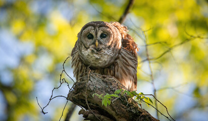 Alabama Barred Owl