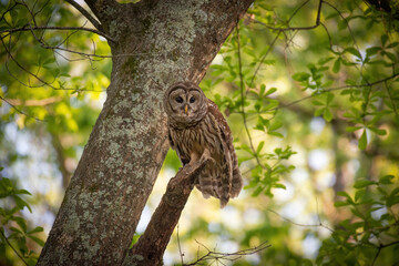 Alabama Barred Owl