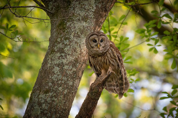 Alabama Barred Owl