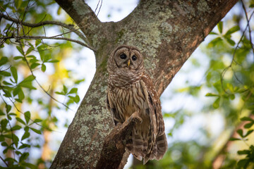 Alabama Barred Owl