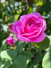 pink rose in garden