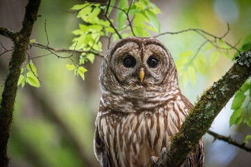 Alabama Barred Owl