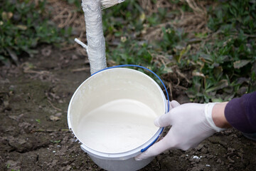 a male farmer covers a tree trunk with protective white paint against pests.