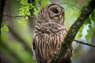 Alabama Barred Owl