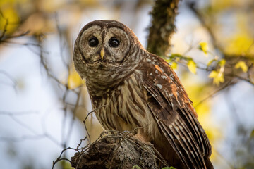 Alabama Barred Owl