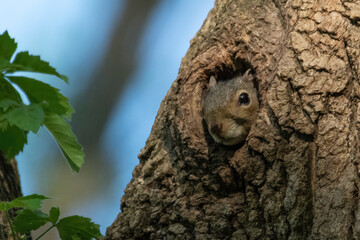 squirrel in tree