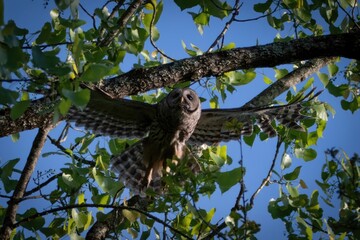 Alabama Barred Owl