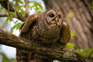 Alabama Barred Owl
