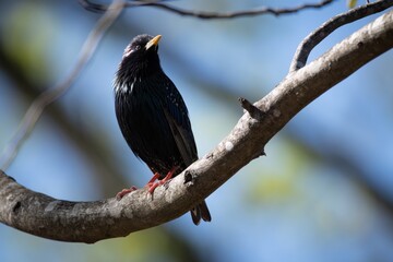 Blackbird