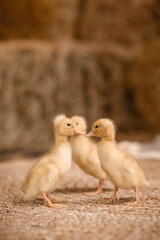 Three cute little ducklings are walking on rug on bokeh background. Сoncept of growing poultry.