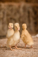 A low-angle, close-up shot of three small, yellow, fluffy ducklings standing together on a straw-covered floor inside a barn. The background features blurred hay bales.