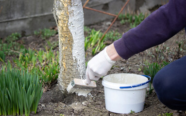 a male farmer covers a tree trunk with protective white paint against pests.