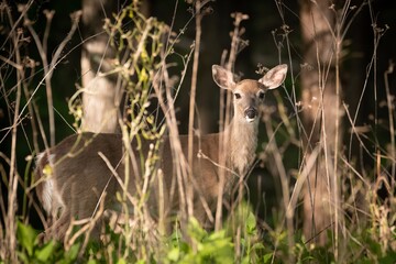 Deer in Tim's Ford State Park