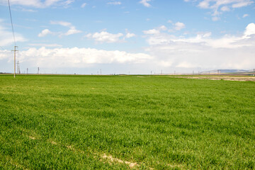 Fototapeta na wymiar green wheat field and sky