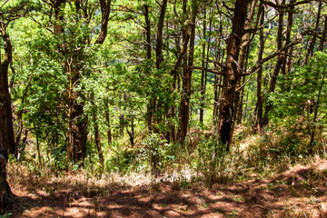 Forest and Mountain View
