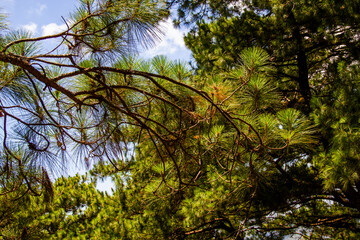 Forest and Mountain View