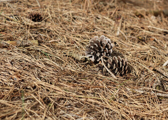 Pine cones on the ground