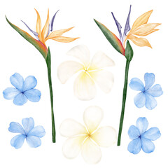 Set of exotic flowers on a white background