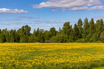 Obraz premium Skelleftea, Sweden A field of daffodils on a sunny day. 