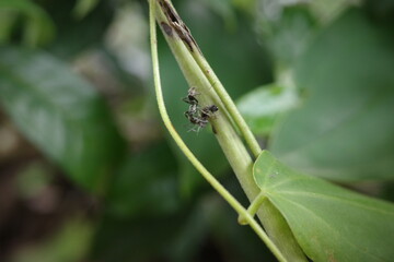 spider on a leaf