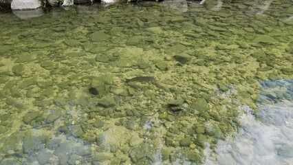 The Fish in the River