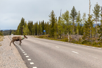 Arjeplog, Sweden Reindeer grazing on the side of the road pose a danger for mororists.