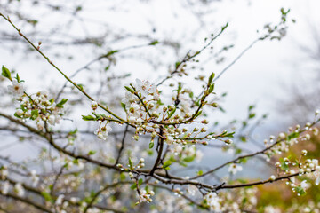 The fruit trees blossom and rain brings new life to nature.