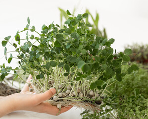Fototapeta na wymiar Microgreens in children's hands, home gardening, growing superfood at home.