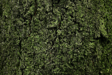 苔むした木の幹のアップ