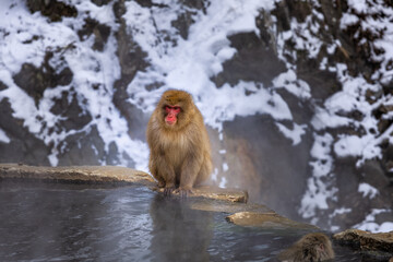 Naklejka premium Japanese Snow monkey family,Jigokudani Monkey Park, Nagano, Japan 