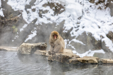 Obraz premium Japanese Snow monkey family,Jigokudani Monkey Park, Nagano, Japan 