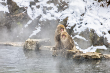 Naklejka premium Japanese Snow monkey family,Jigokudani Monkey Park, Nagano, Japan 