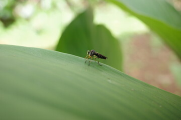 spider on leaf